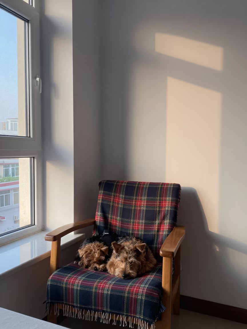 Sleeping Terrier on Tartan Throw by Window in on a window seat in Harbin