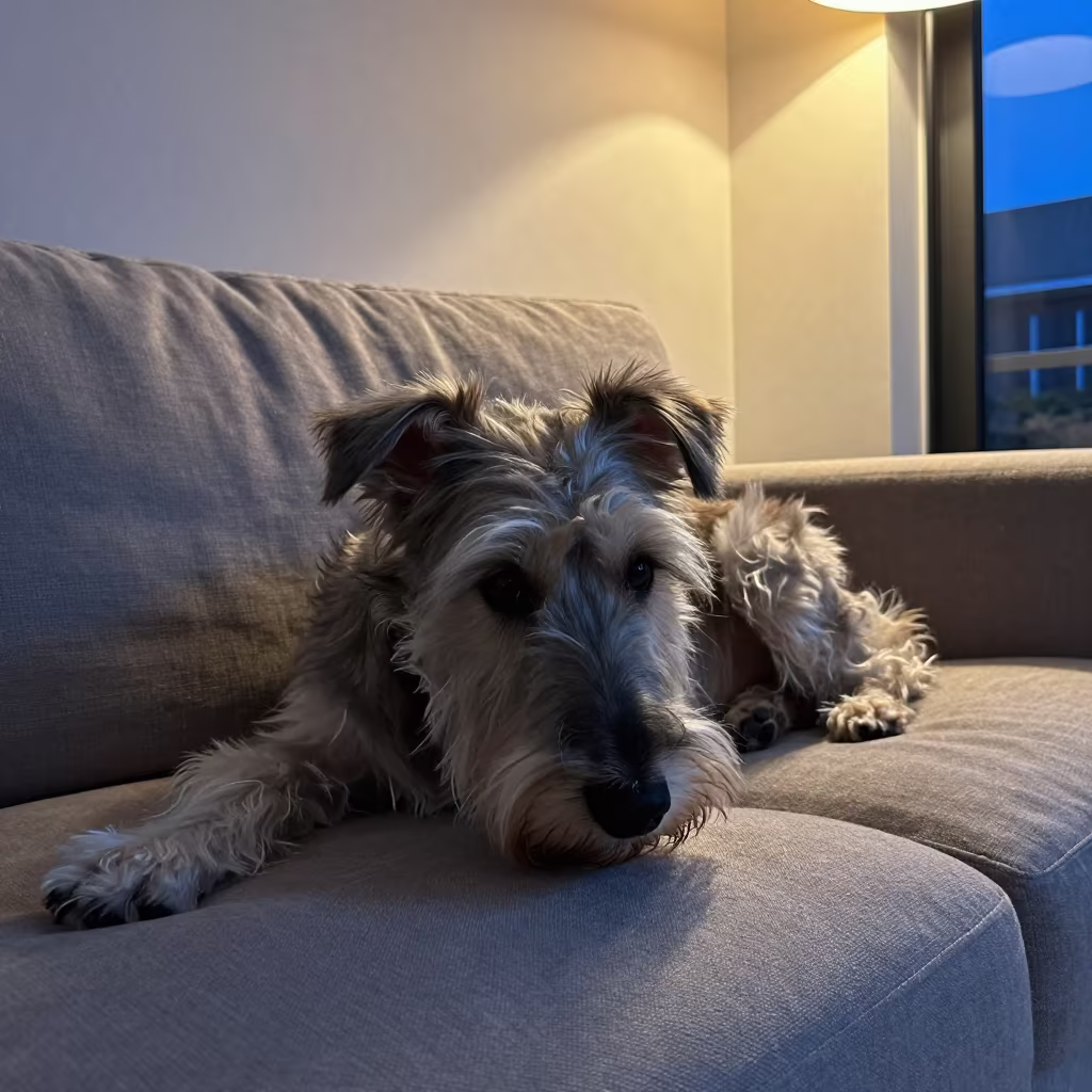 Sloughi Dog Resting on Linen Sofa in Danané in on a linen sofa with daylight from a nearby window near Danané