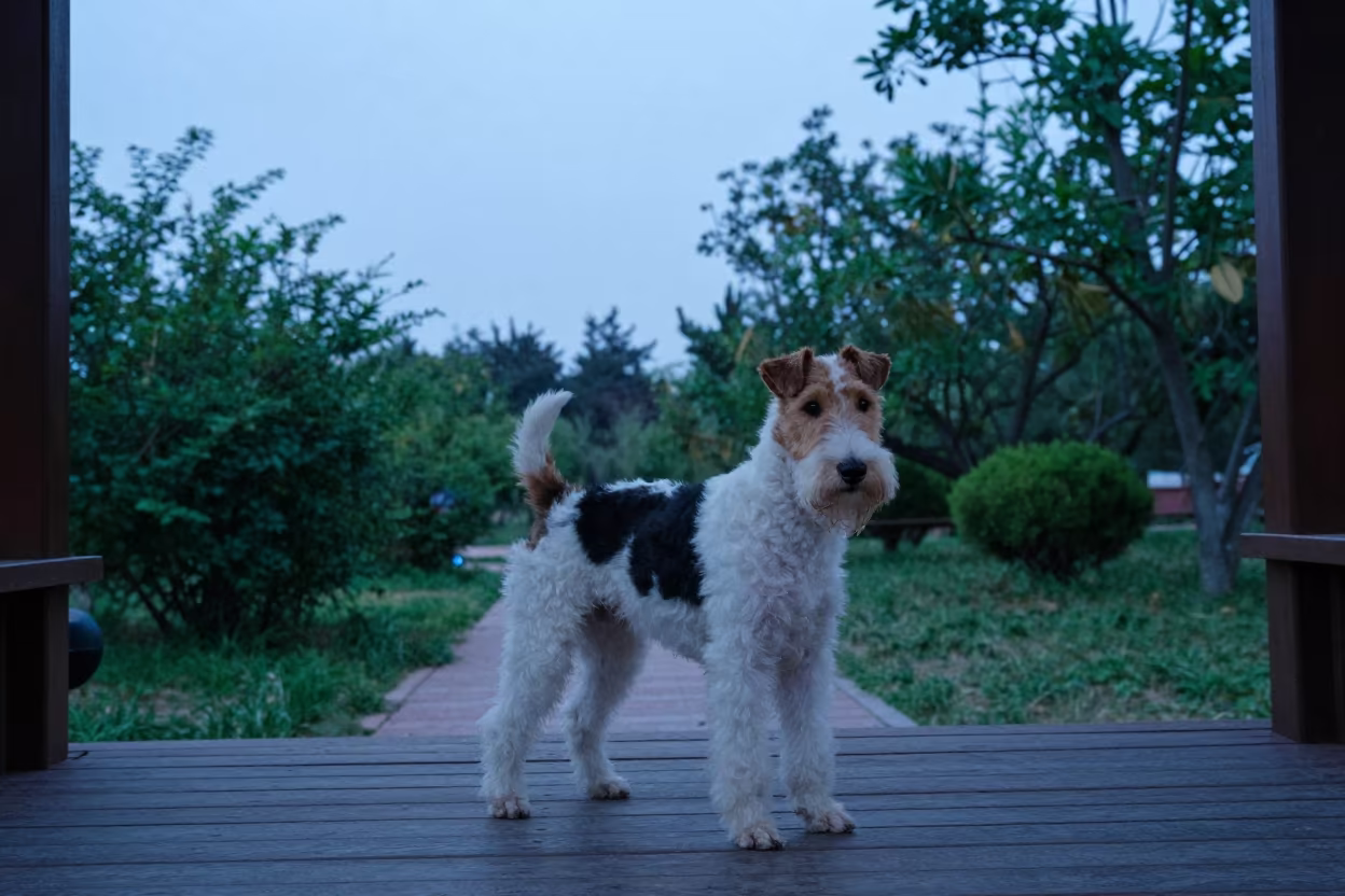 Smooth Fox Terrier on Qingdao Porch in Twilight in along a quiet park path with soft open shade and a clean background in Qingdao