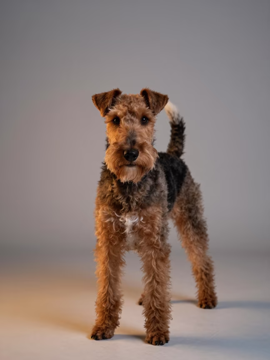 Smooth Fox Terrier Portrait in Neon Studio Light in in a quiet portrait studio with a plain backdrop and eye-level framing in Portmore