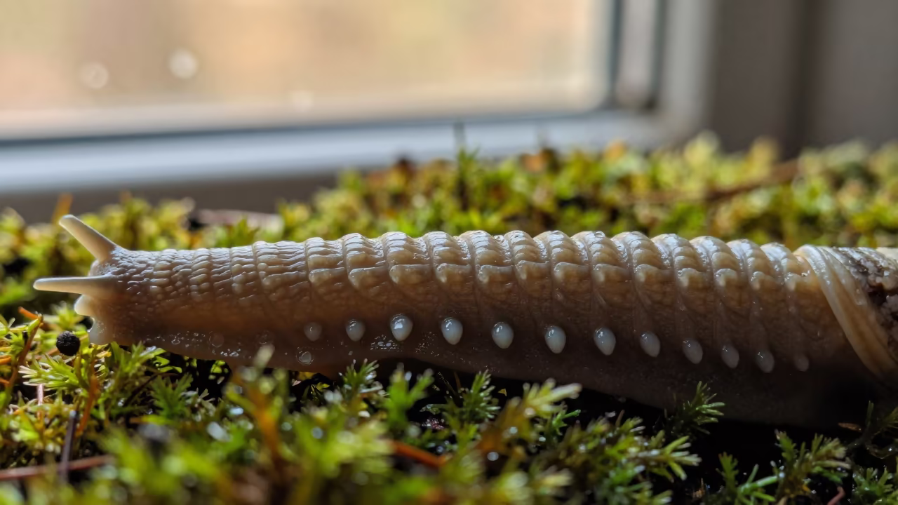 Snail Radula Teeth Macro in Honey Light in on dew-soaked moss in San Carlos