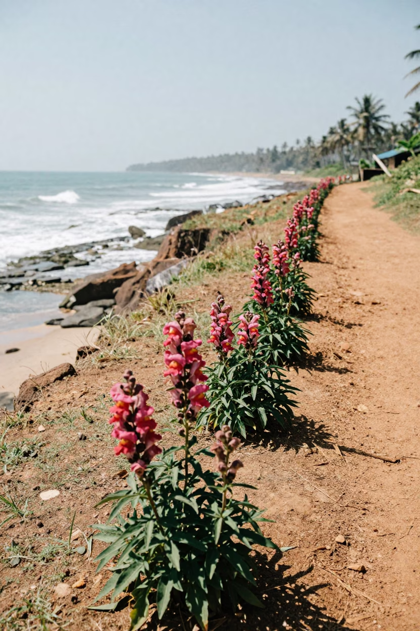 Snapdragon Row Along Sri Lankan Cliff Edge in along a salt-sprayed cliff edge in Sri Lanka