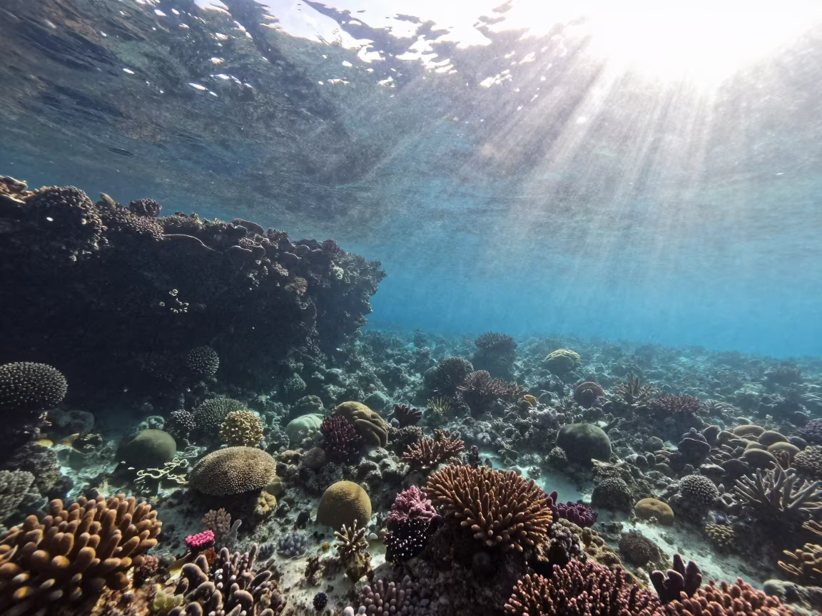 Snowfall Over Tropical Coral Reef in Zanzibar in beneath a reef ledge in tropical shallows near Zanzibar