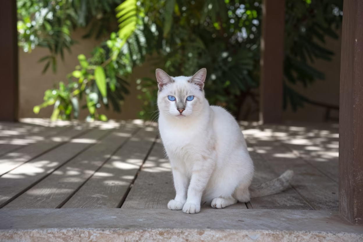 Snowshoe Cat on Shaded Salalah Porch in on a shaded front porch with boards, railings, and eye-level framing in Salalah