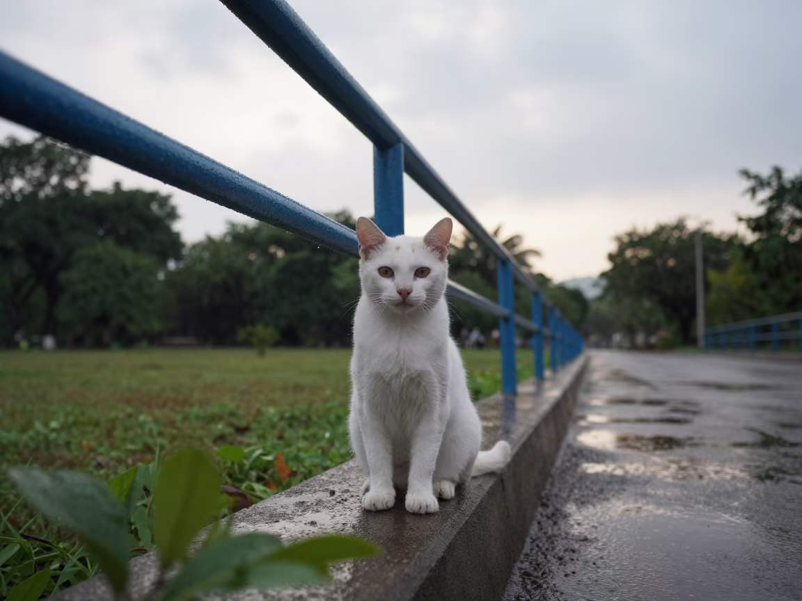 Snowshoe Cat Portrait at Dawn in Yangon Park in along a quiet park path with soft open shade and a clean background in Yangon