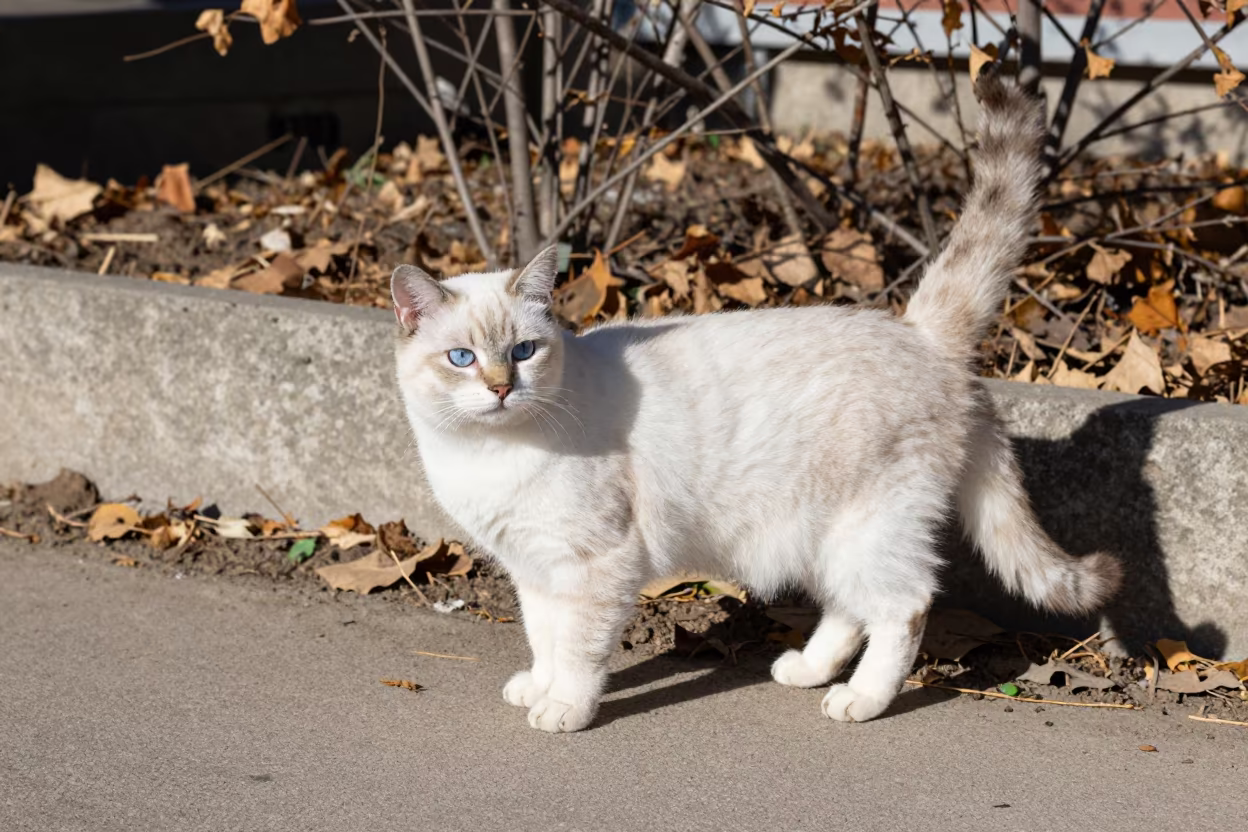 Snowshoe Cat Portrait Near Hillah Garden Edge in near a garden edge with soft morning light and an uncluttered background near Hillah