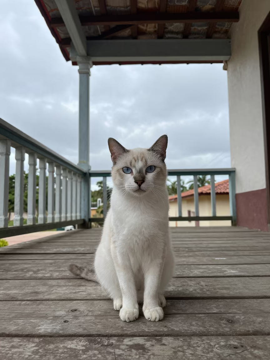 Snowshoe Cat Portrait on Shaded Santiago Porch in on a shaded front porch with boards, railings, and eye-level framing in Santiago de Cuba