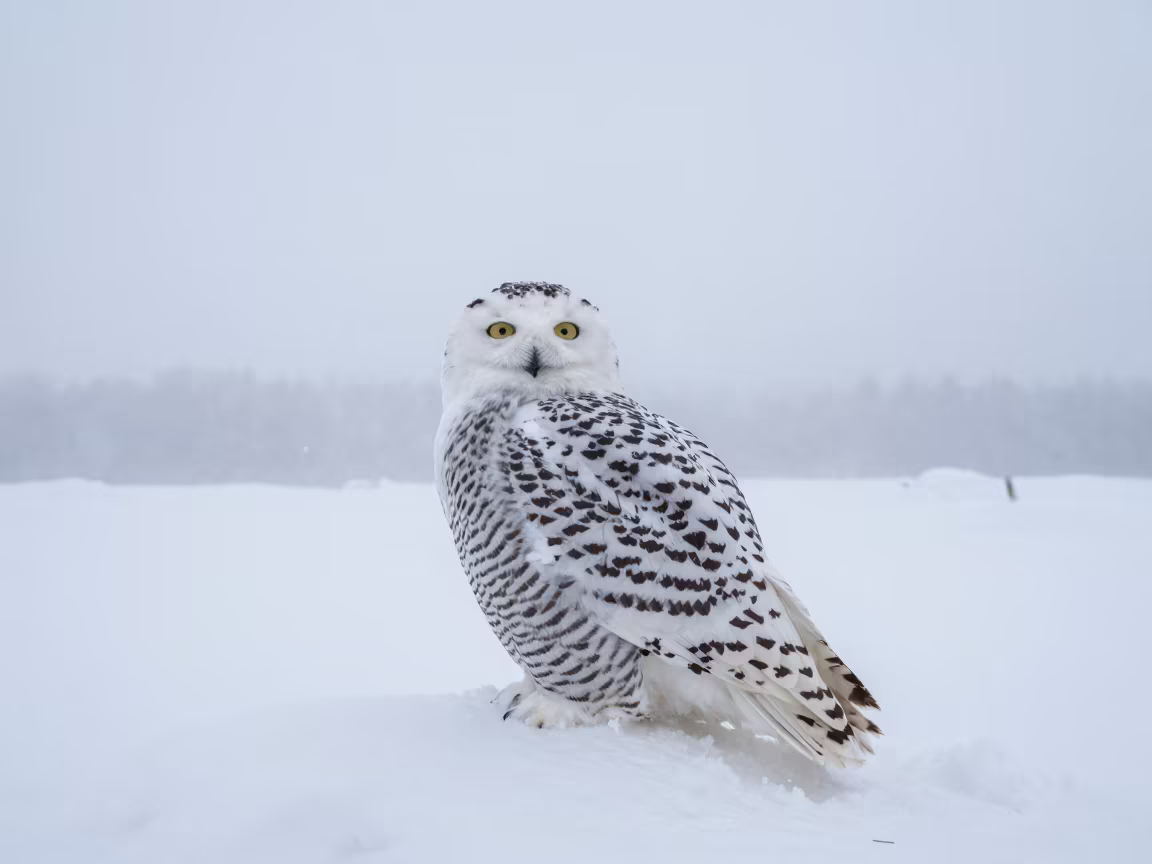 Snowy Owl Amidst Arctic Blizzard in Finland in through low marine fog in Finland