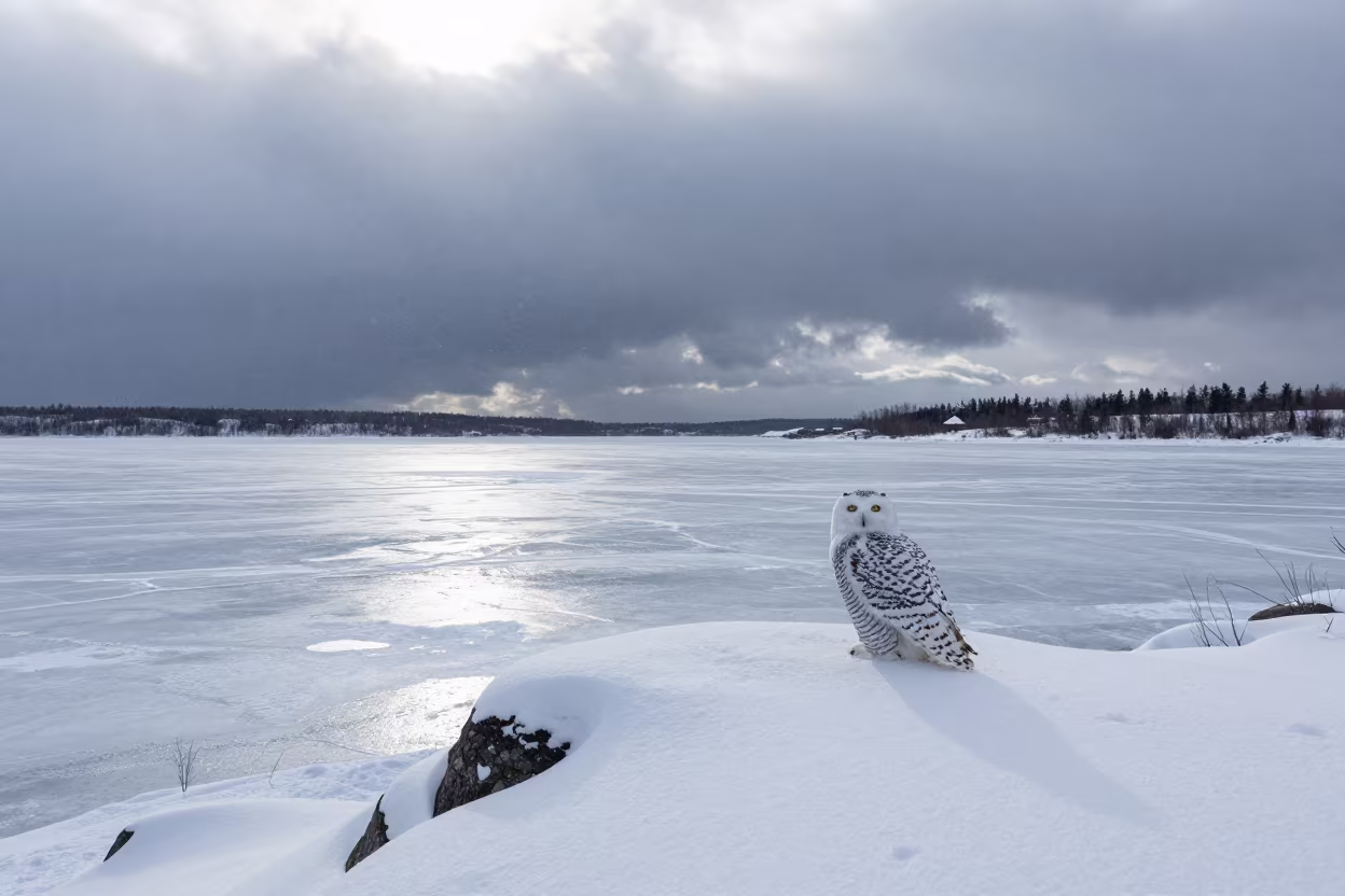 Snowy Owl Amidst Quebec Blizzard Over Thunderheads in over a horizon of stacked thunderheads in Quebec