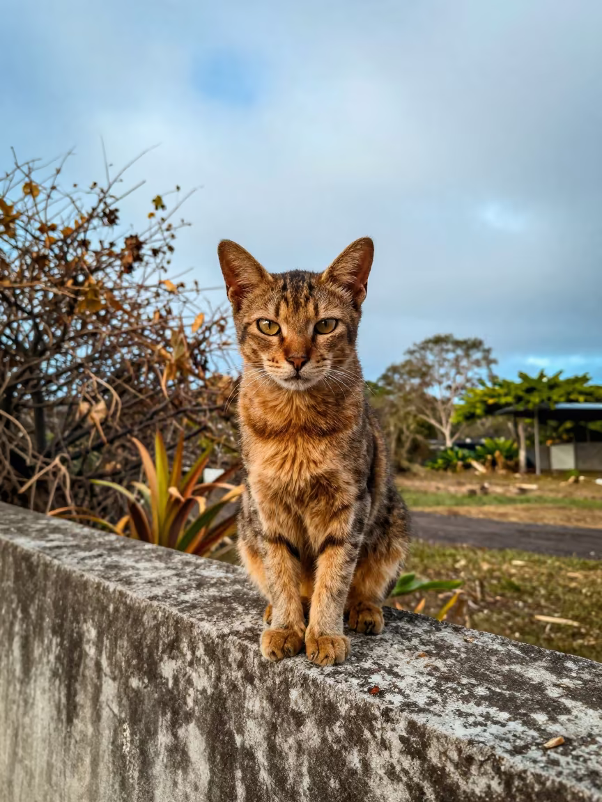 Somali Cat on Garden Wall in Port Vila Morning in near a garden edge with soft morning light and an uncluttered background in Port Vila