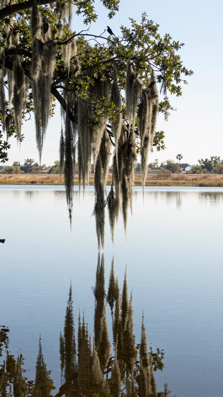 Spanish Moss Over Arizona Water Mirror in across a storm-bright plain in Arizona