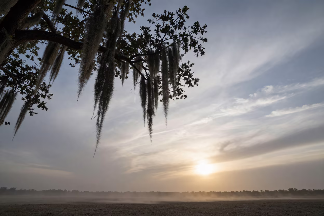 Spanish Moss Live Oak Fog Mongolia Horizon in beneath fast-moving cloud bands in Mongolia