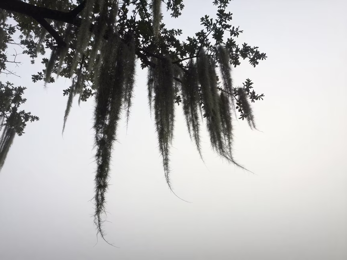 Spanish Moss on Live Oak in Foggy Dawn Light in across a storm-bright plain near Alcobendas