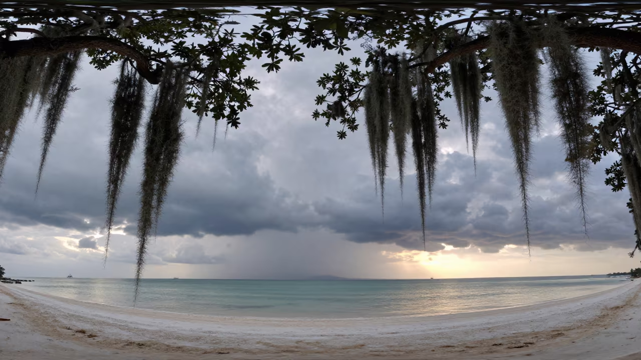 Spanish Moss Live Oak Dead Sea Storm Dawn in over a horizon of stacked thunderheads in the Dead Sea