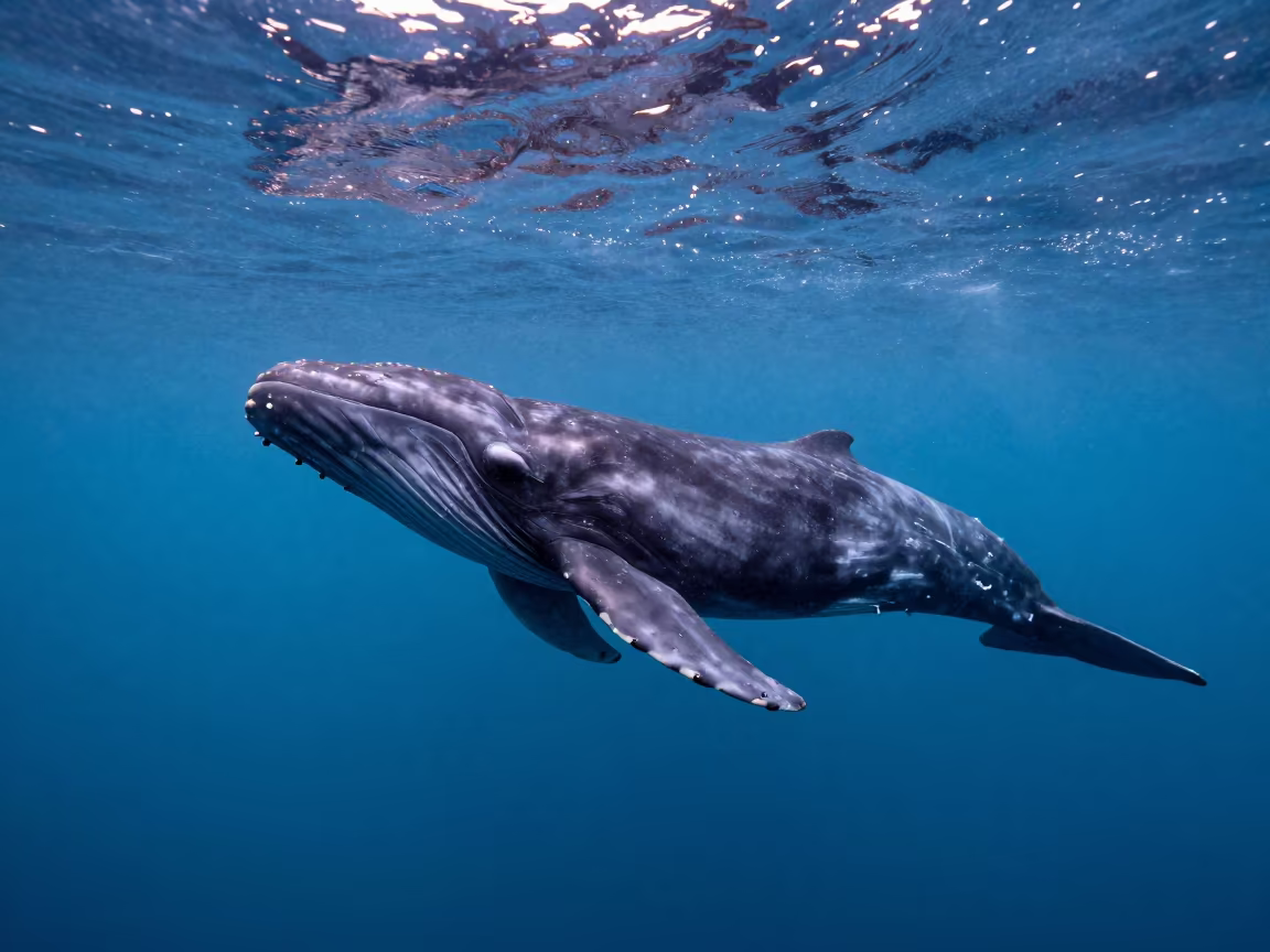 Sperm Whale Diving Into Deep Italian Waters in in Italy