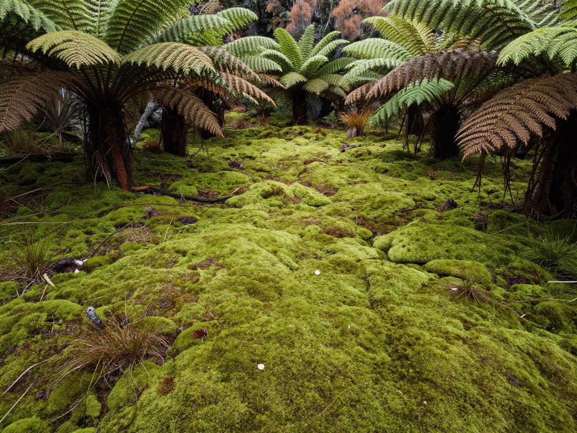 Sphagnum Moss Carpet on New Zealand Fern Forest Floor in on a fern-lined forest floor in New Zealand