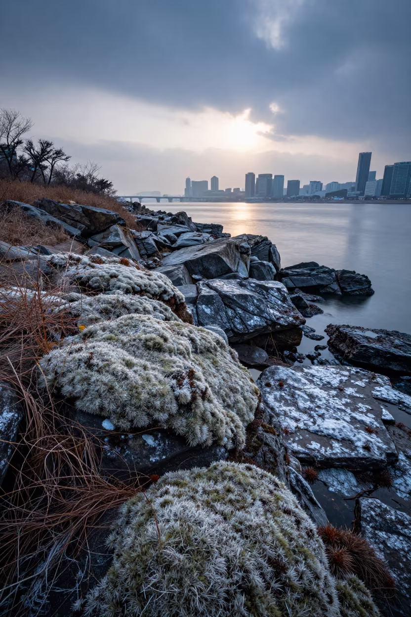 Sphagnum Moss Carpet on Salt-Sprayed Seoul Cliff at Dawn in along a salt-sprayed cliff edge near Bukchon, Seoul
