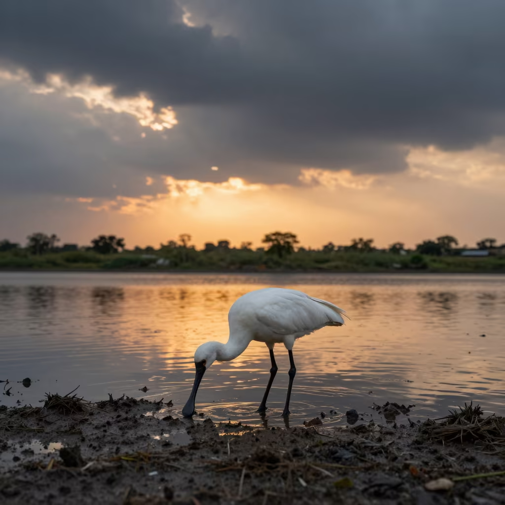 Spoonbill Feeding in Vidisha Lagoon at Sunset in near Vidisha