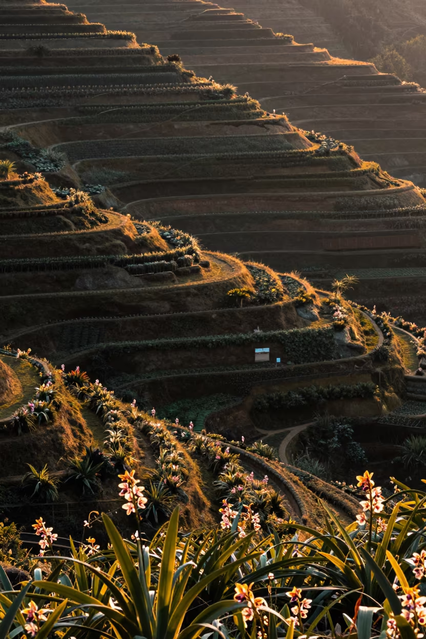 Spotted Orchid in Guizhou Terraced Sunset in among terraced garden plots in Guizhou