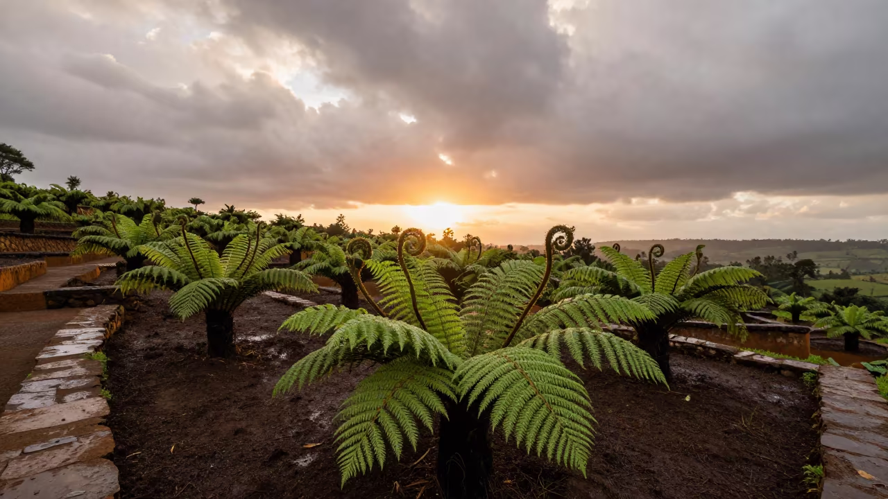 Spring Ferns Unfurling in Nakuru Terraced Garden in among terraced garden plots near Nakuru