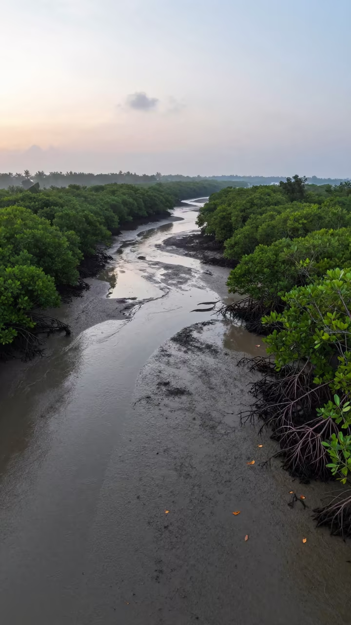 Sri Lanka Mangrove Estuary Low Tide Dawn in along a wave-cut shoreline in Sri Lanka