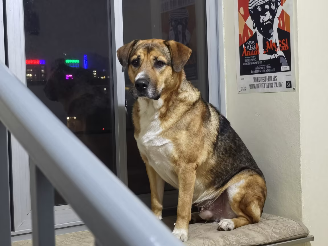 Stabyhoun Portrait on Lagos Window Seat in on a cushioned window seat with soft side light and an uncluttered background in Yaba, Lagos