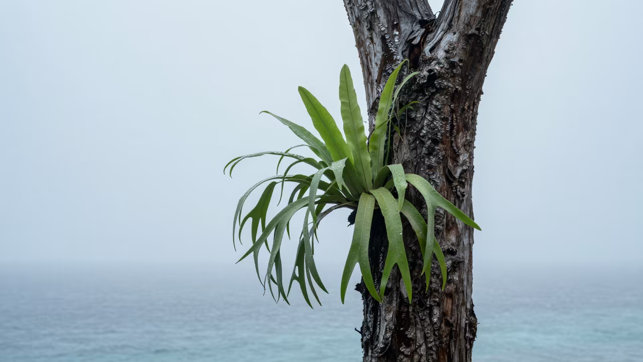 Staghorn Fern on Maldives Cliff in Dawn Mist in along a salt-sprayed cliff edge in Maldives