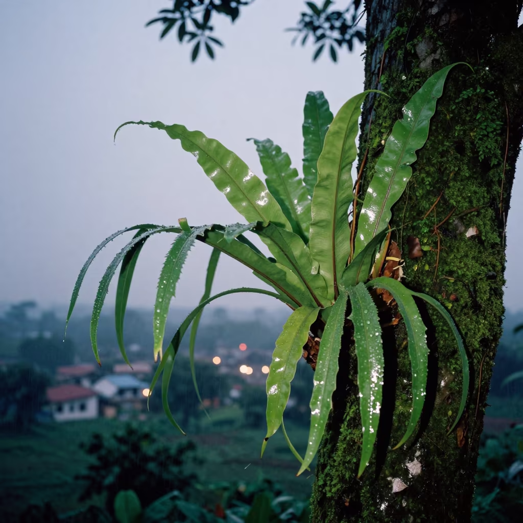 Staghorn Fern on Mossy Trunk in Bihar Twilight in in Bihar