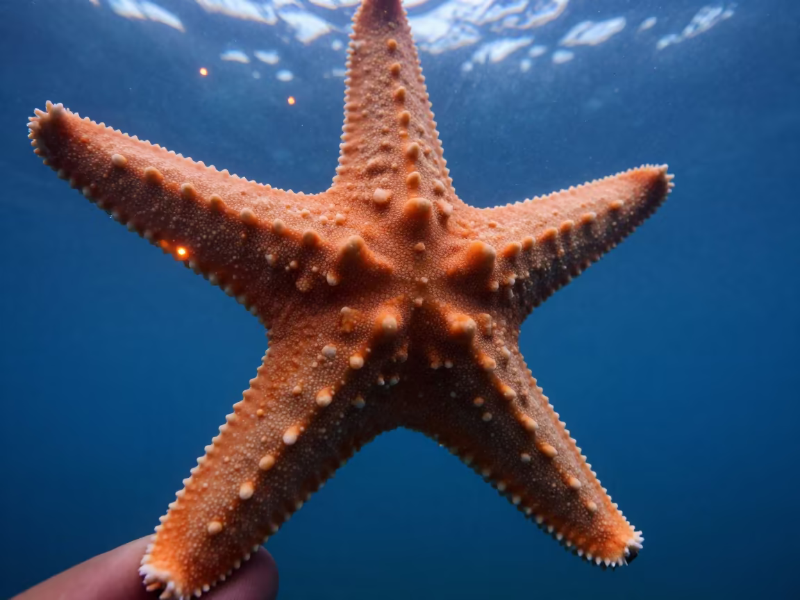 Starfish Tube Feet in Osaka Evening Light in near Namba, Osaka