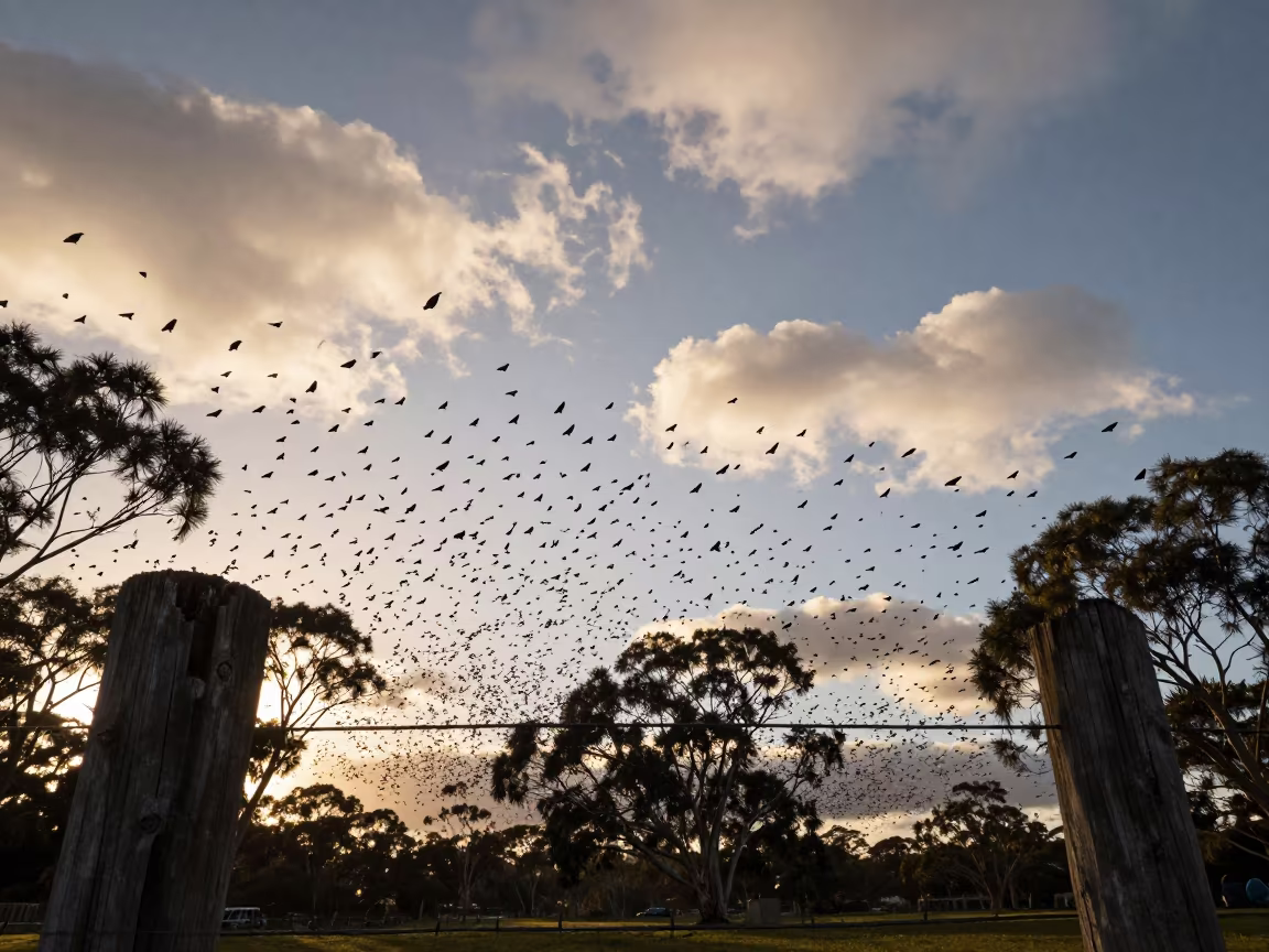 Starlings Banking in Evening Silhouette Bendigo in near Bendigo