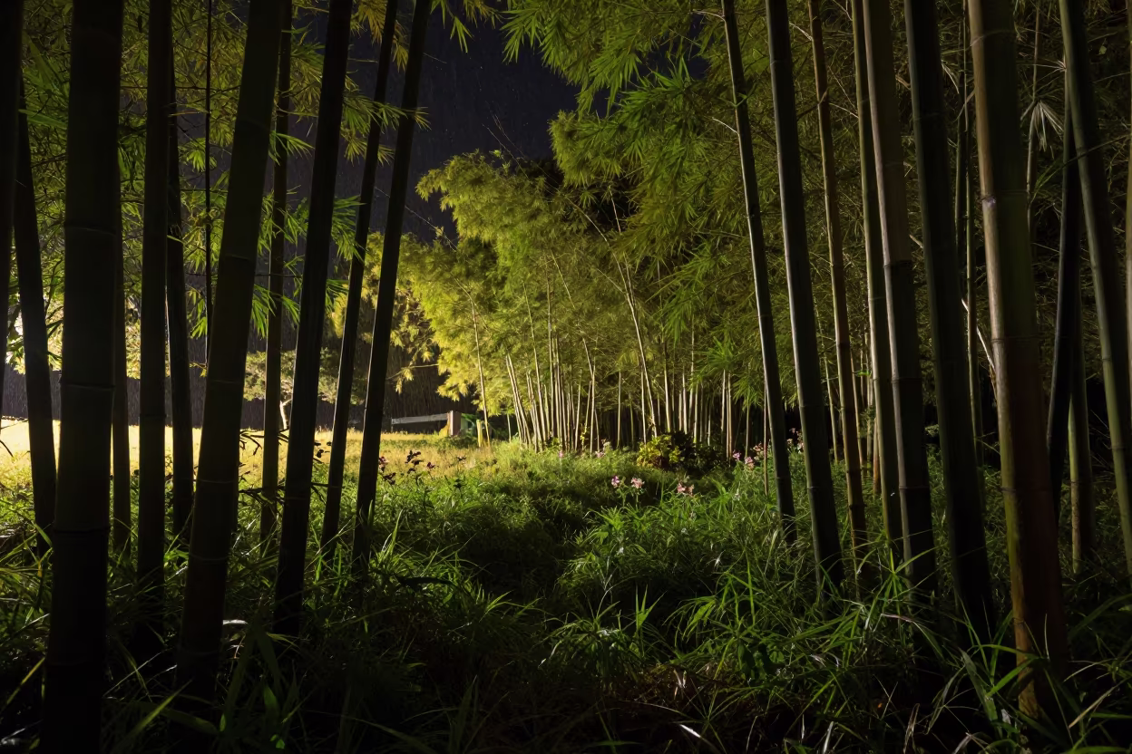 Starlit Bamboo in Mauritius Monsoon Meadow in in a bloom-heavy meadow in Mauritius