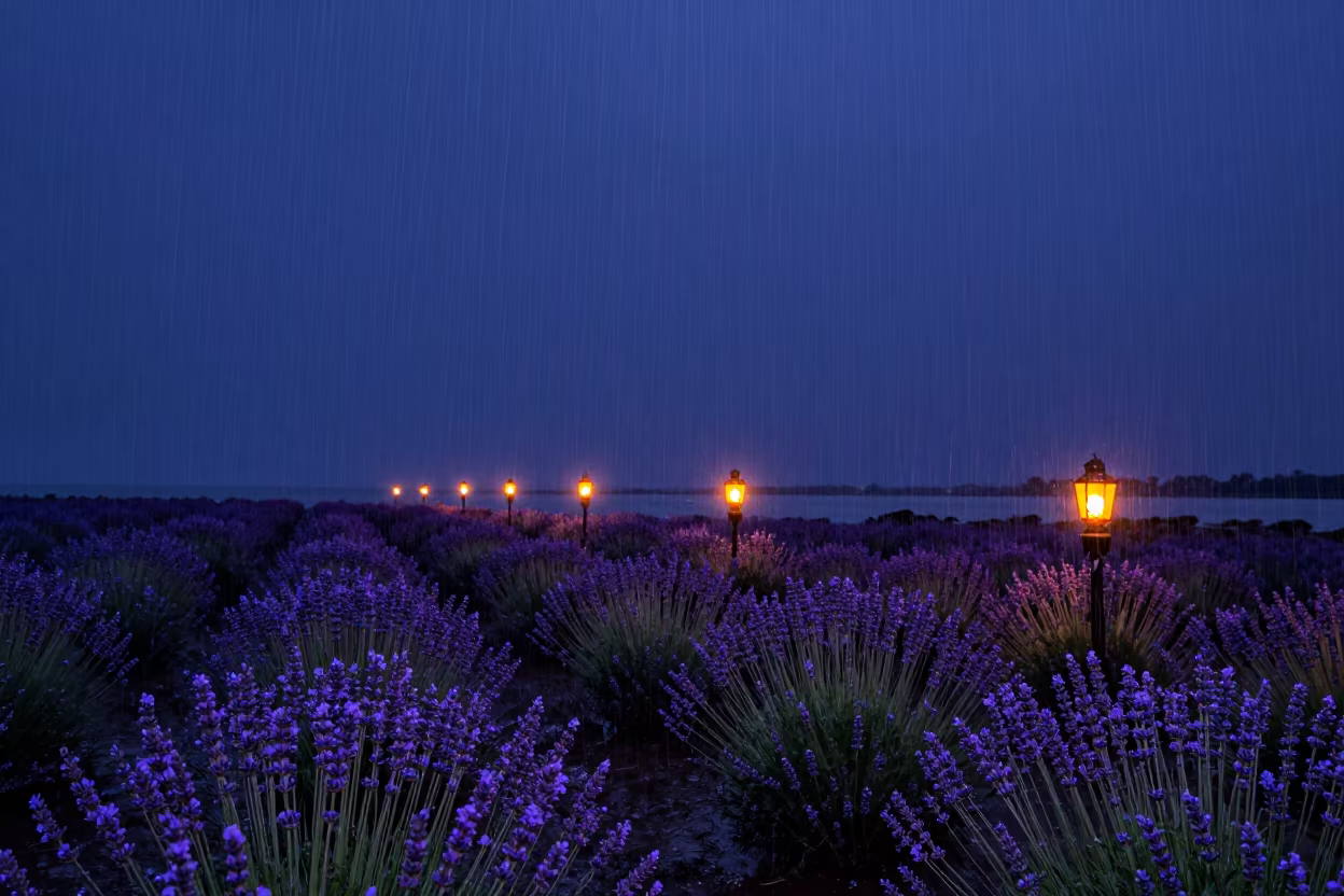 Starry Night Over Lavender Field Harbor in beside a lantern-dotted harbor in South Sudan