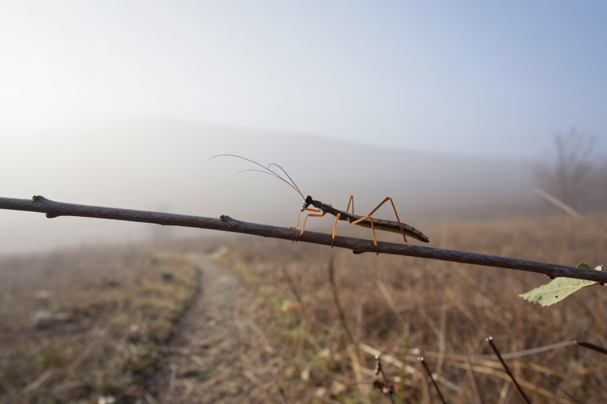Stick Insect on Twig in Trabzon Fog in along a game trail near Trabzon