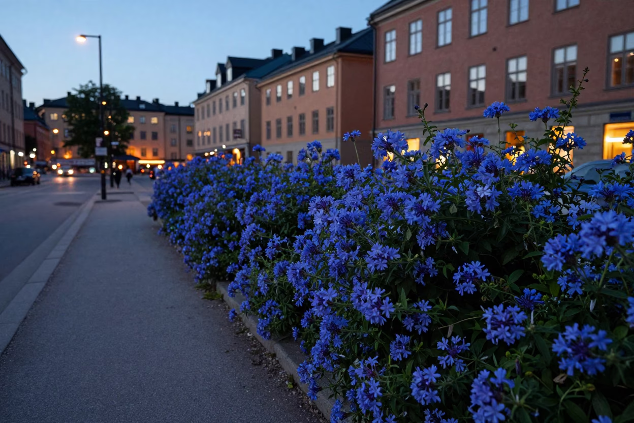 Stockholm Sweden Dusk Street Scene with Plumbago Hedge and City Lights in in Stockholm, Sweden