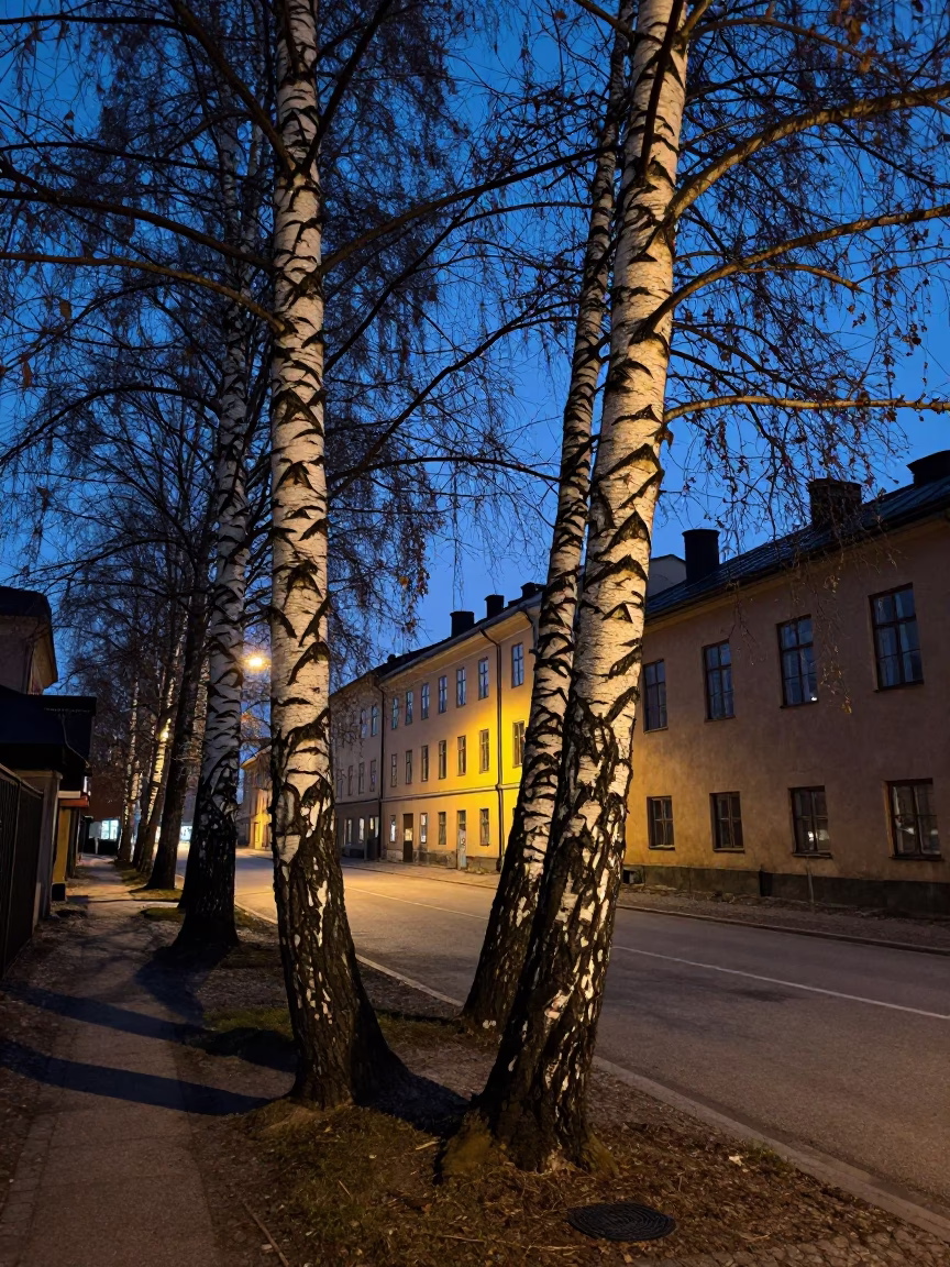Stockholm Sweden predawn street scene with white birch trees and wet pavement in in Stockholm, Sweden