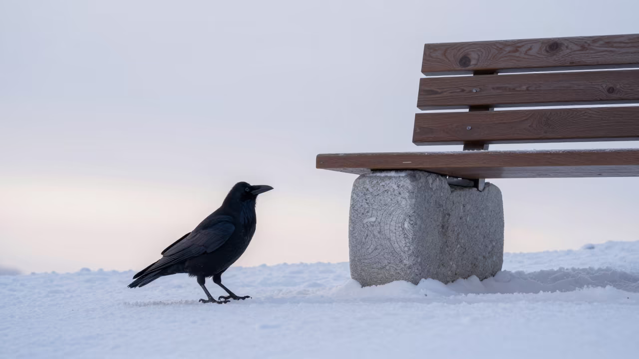 Stone Transformed Crow on Sapporo Snow in along a game trail near Sapporo