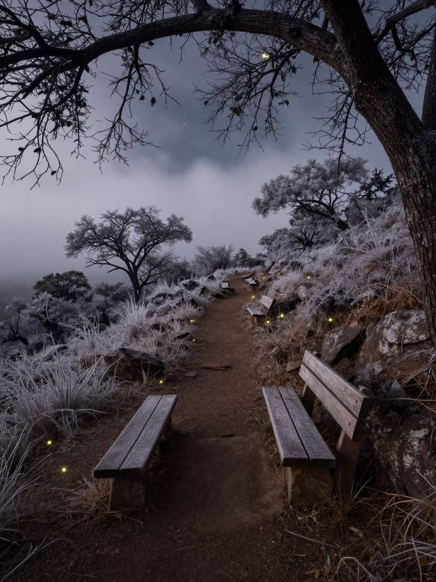 Stone Wooden Furniture on Forest Trail at Predawn in from a frost-hushed ridgeline in Zimbabwe
