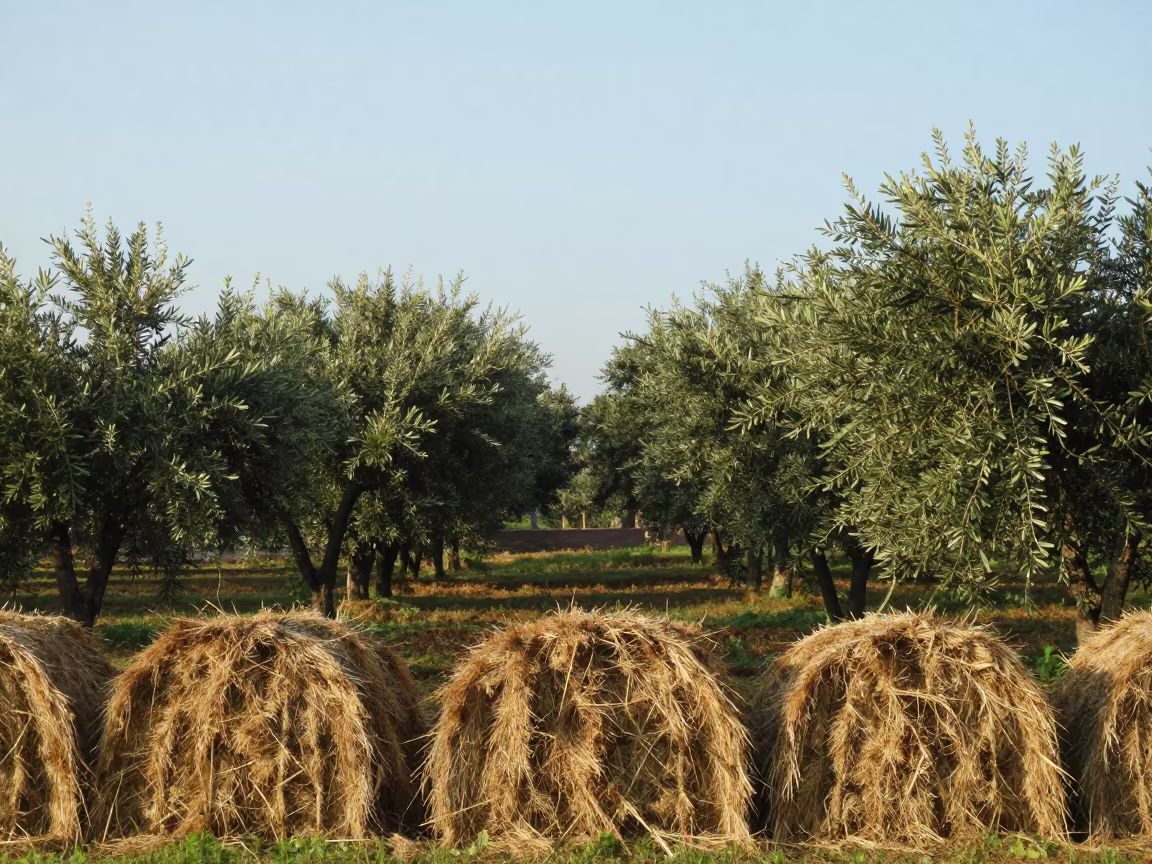 Storm-Bent Olive Rows and Hay Bales Thailand in beside stacked hay bales in Thailand