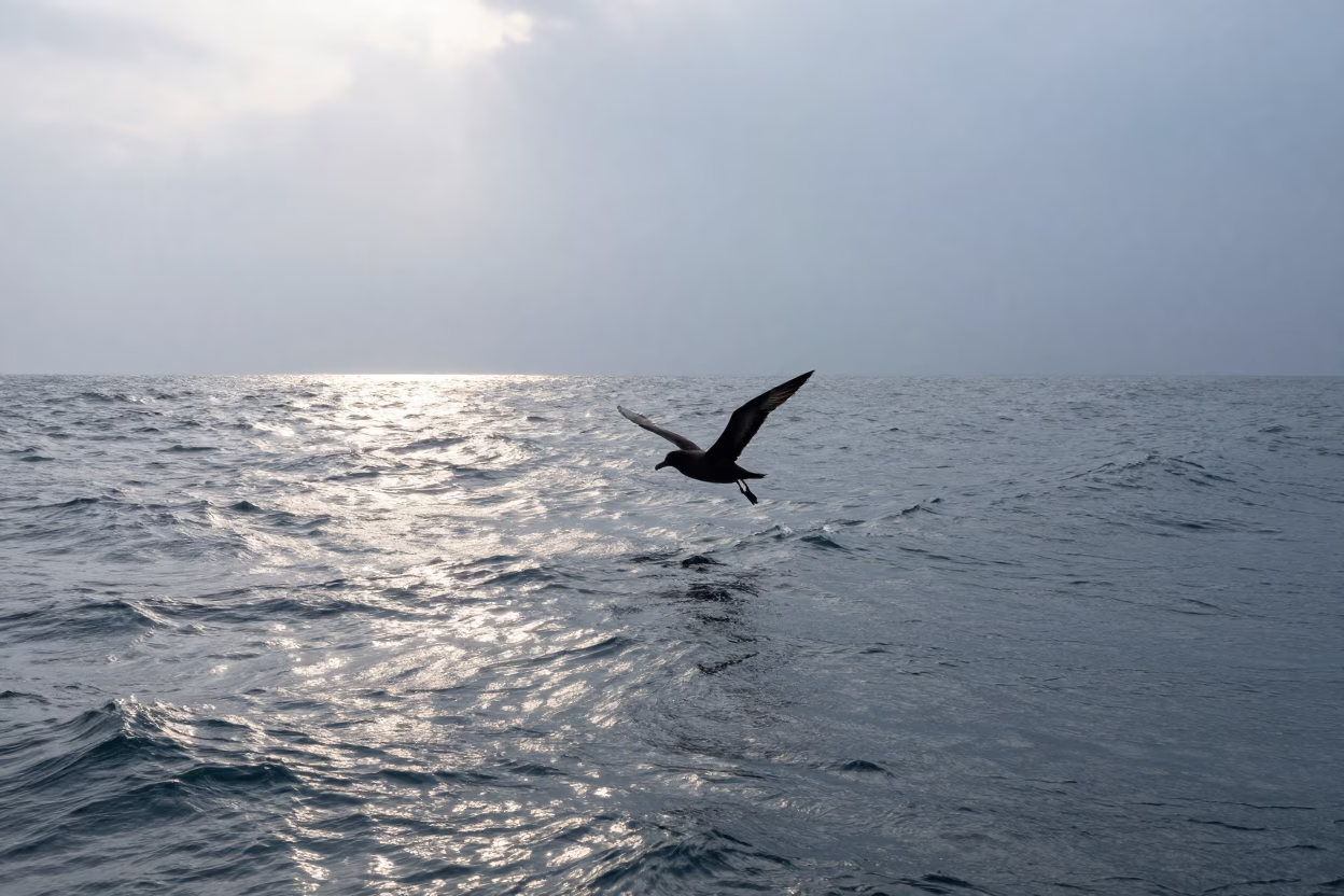 Storm Petrel Silhouette Dawn Kerala Inlet in beside a tidal inlet in Kerala