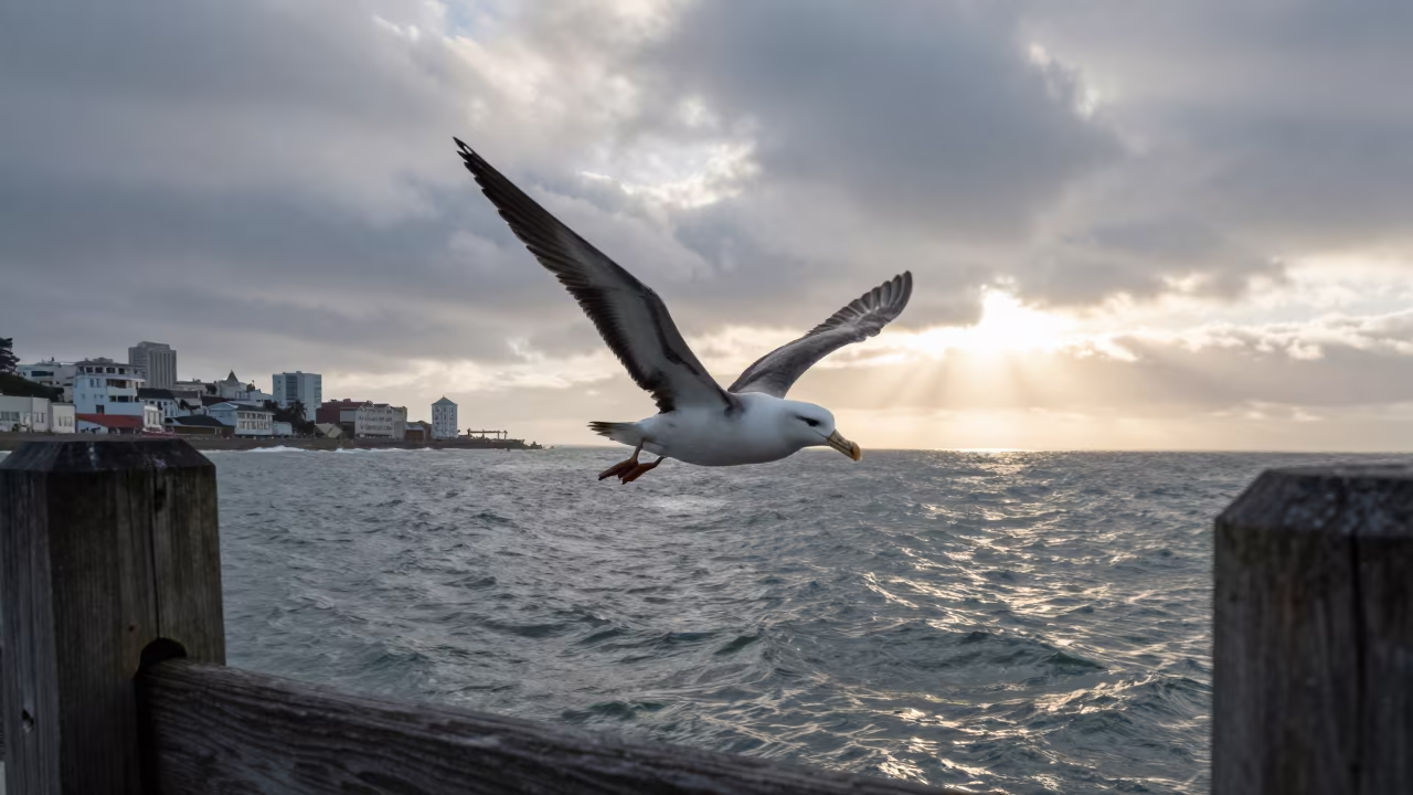 Storm Petrel Skimming Dawn Ocean Near Chinatown in along a game trail near Chinatown, San Francisco