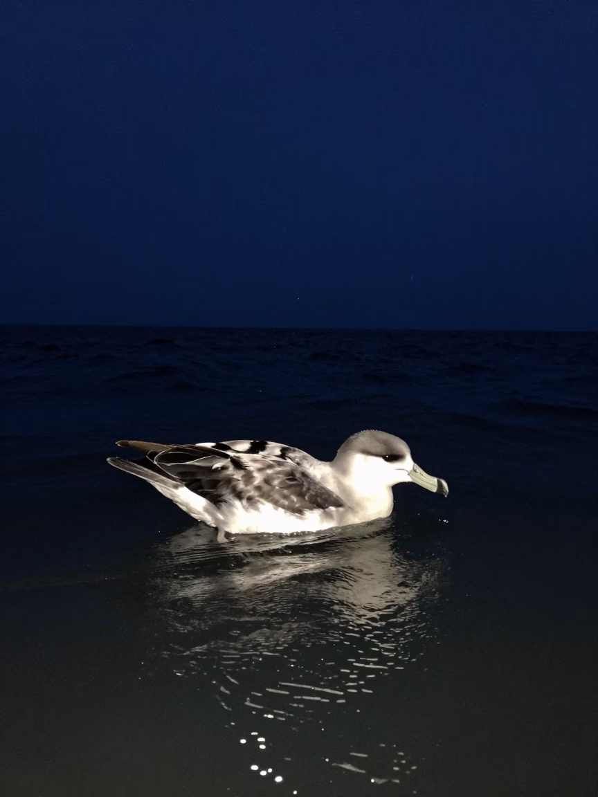 Storm Petrel Skimming Ocean at Night in on a wind-scoured ridge in Queensland