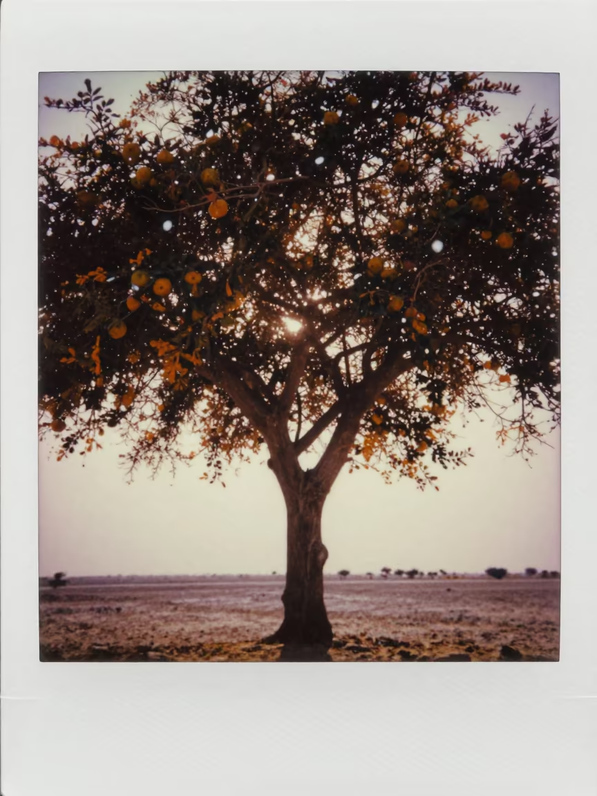 Strangler Fig Silhouette in Qatar Evening Snow in in Qatar