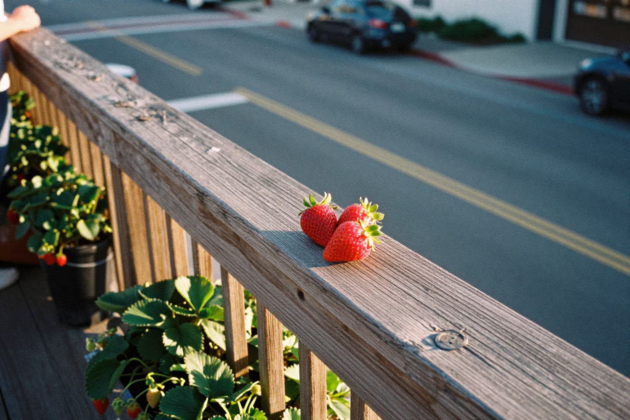 Strawberries in San Diego at As First Light Reaches The Scene in in San Diego, California, United States