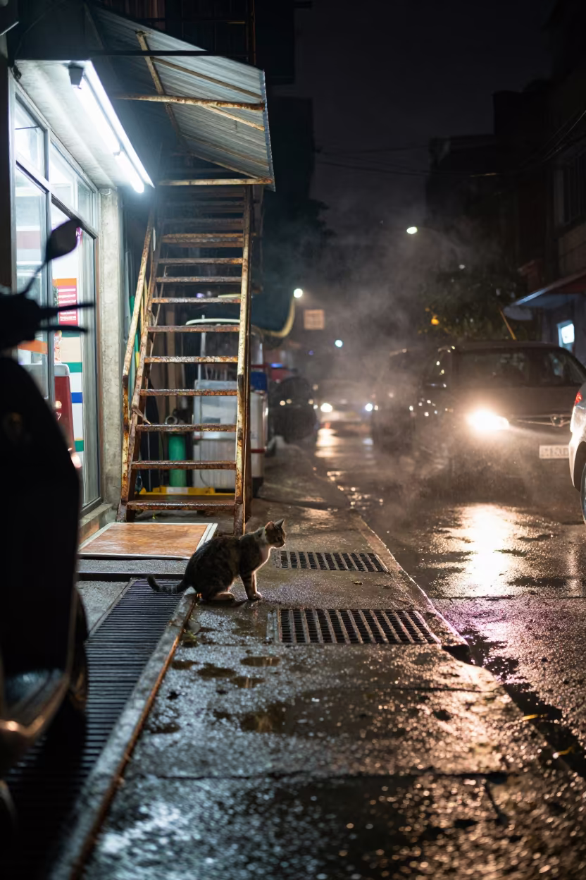Stray Cat on Fire Escape Night Rain Dhaka in outside a fluorescent convenience store in Banani, Dhaka