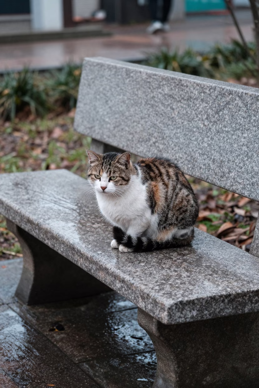 Stray Cat in Hong Kong in in Hong Kong, Hong Kong