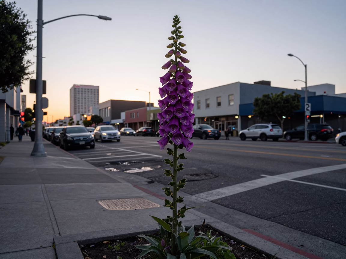 Street Corner in Los Angeles at First Light Of Dawn in in Los Angeles, California, United States