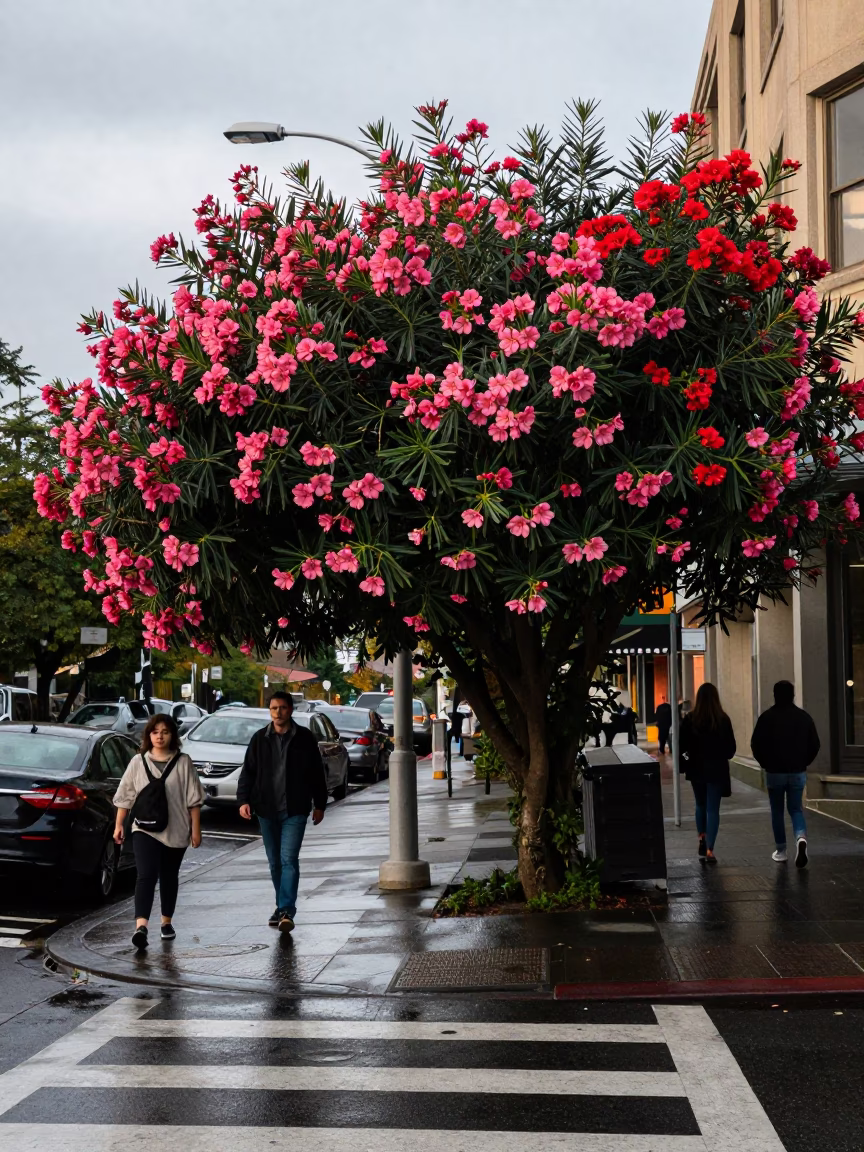 Street Corner in Seattle at The Late Morning Light in in Seattle, Washington, United States