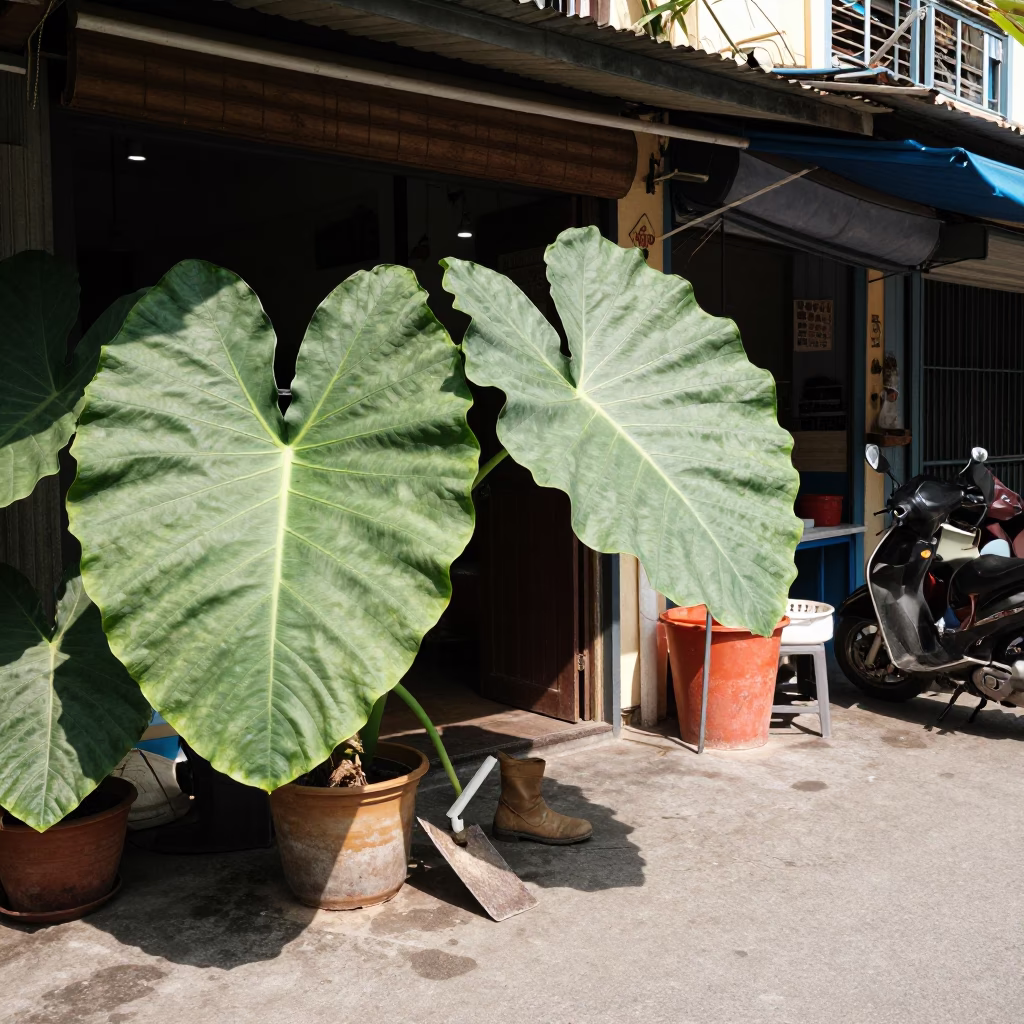 Street Life at Bright Midmorning Light in Ho Chi Minh City in in Ho Chi Minh City, Vietnam