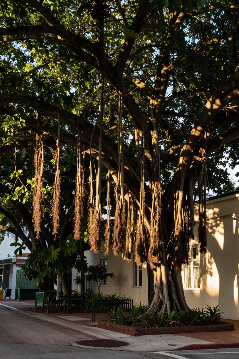 Street Scene in Miami at The Late Afternoon Light in in Miami, Florida, United States