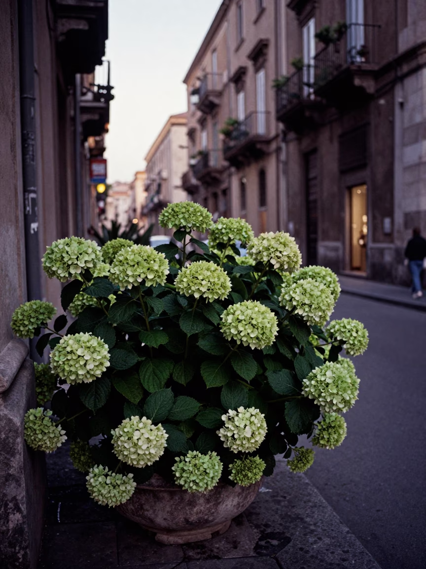 Street Scene in Palermo at The Early Evening Light in in Palermo, Italy
